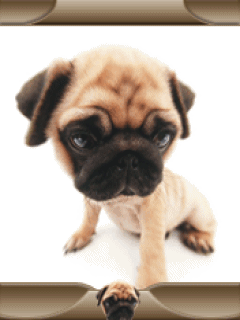 uQPH7Pd6_zoxee.com.gif