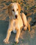 animal-(62).jpg