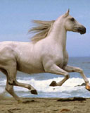 animal-(92).jpg