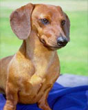 animal-(97).jpg