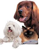 animal-(98).jpg
